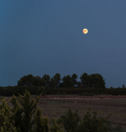 Scenic view of trees against clear sky at night