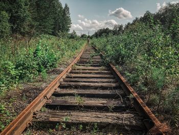 Surface level of railroad track along trees