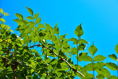 Low angle view of plant against blue sky