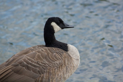 Close-up of duck swimming on lake