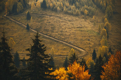 Scenic view of forest
