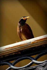 Low angle view of myna perching on railing