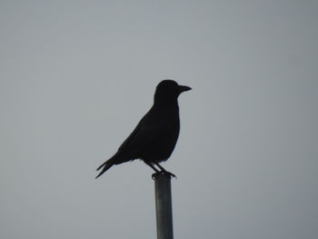 Low angle view of bird perching on pole