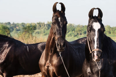 Close-up of horses against sky