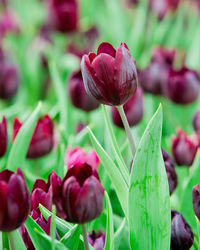 Close-up of pink tulip on plant