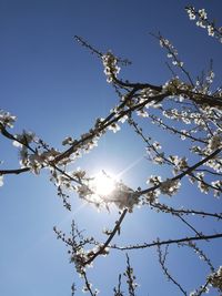 Low angle view of cherry blossom against blue sky