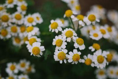 Close-up of white flowering plants