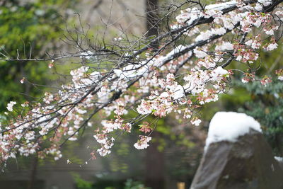 Close-up of cherry blossom tree
