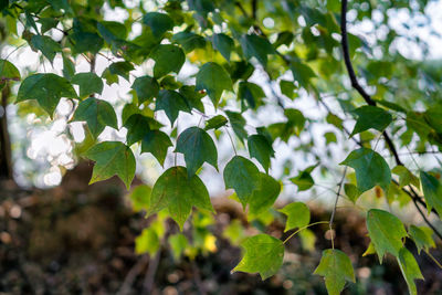 Low angle view of leaves on tree