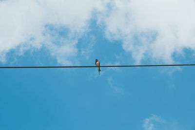 A single swallow sits on a telephone line and the sky is blue