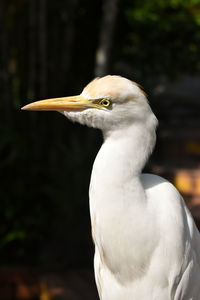 Close-up of a bird