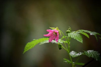 Close-up of pink flowers blooming outdoors