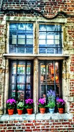 Potted plants on window sill