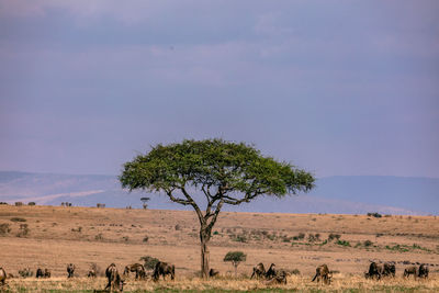 Scenic view of tree on field against sky