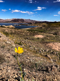 Yellow flowers on land against sky