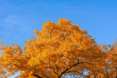 Low angle view of autumnal trees against clear blue sky