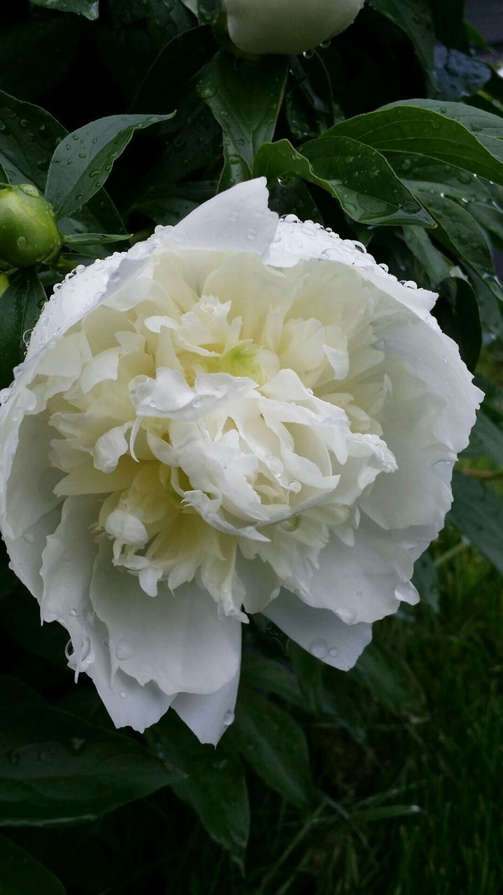 flower, freshness, petal, fragility, flower head, white color, growth, beauty in nature, close-up, nature, blooming, leaf, plant, in bloom, white, blossom, focus on foreground, high angle view, green color, park - man made space