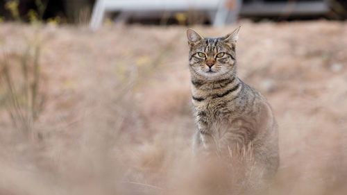 Single tabby cat hiding in the fields