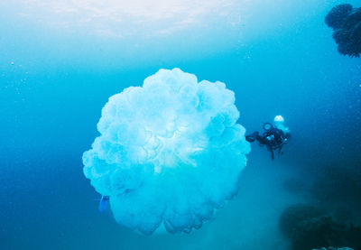 A large blue bubble is floating in the water