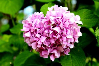 Close-up of pink hydrangea flowers