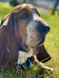 pet