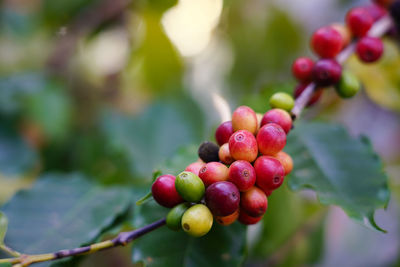 Selective focus fresh coffee beans raw food from natural beverage colorful seed  in agriculture farm