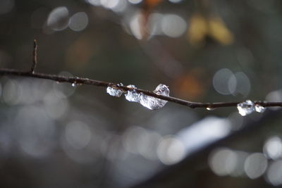 Close-up of raindrops on twig