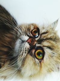 Close-up of cat looking away