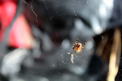 Close-up of spider on web