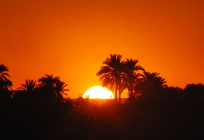Silhouette palm trees on field against orange sky