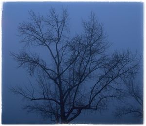 Low angle view of bare tree against clear sky