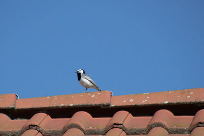 Low angle view of bird perching on roof against clear blue sky