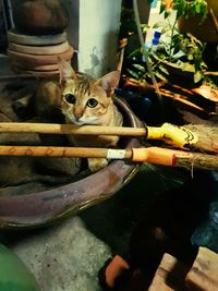 High angle view portrait of cat on floor