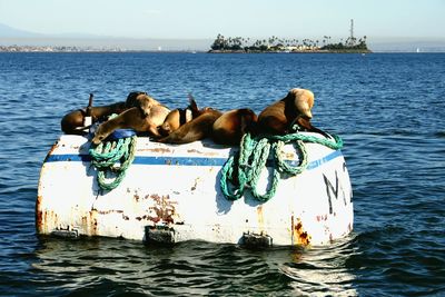 Seals relaxing on metallic container in sea