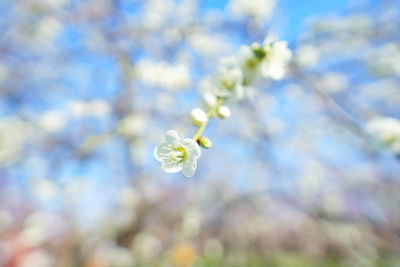 Close-up of white cherry blossom