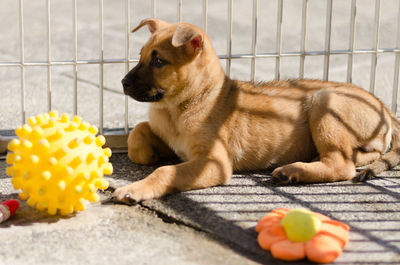 Close-up of dog with ball