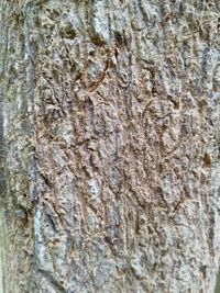Full frame shot of tree trunk