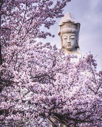 Low angle view of cherry blossom tree