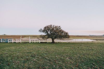 Trees on field against clear sky