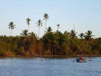 Scenic view of palm trees on riverbank against sky