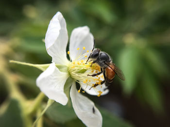 Close-up of bee on flower