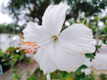 Close-up of white hibiscus flower
