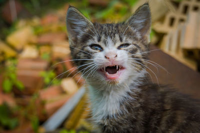 Portrait of a cat