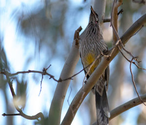 Red wattlebird calling