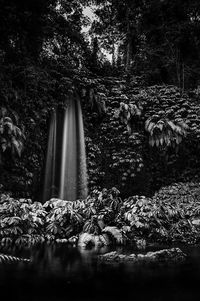 Trees growing in forest