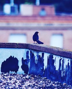 Close-up of bird perching on wall