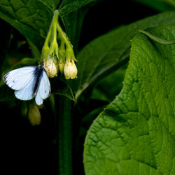 Close-up of butterfly on plant