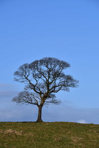 Bare tree on field against clear blue sky