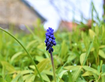 Close-up of purple flowering plant