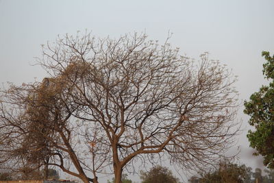 Bare tree against clear sky